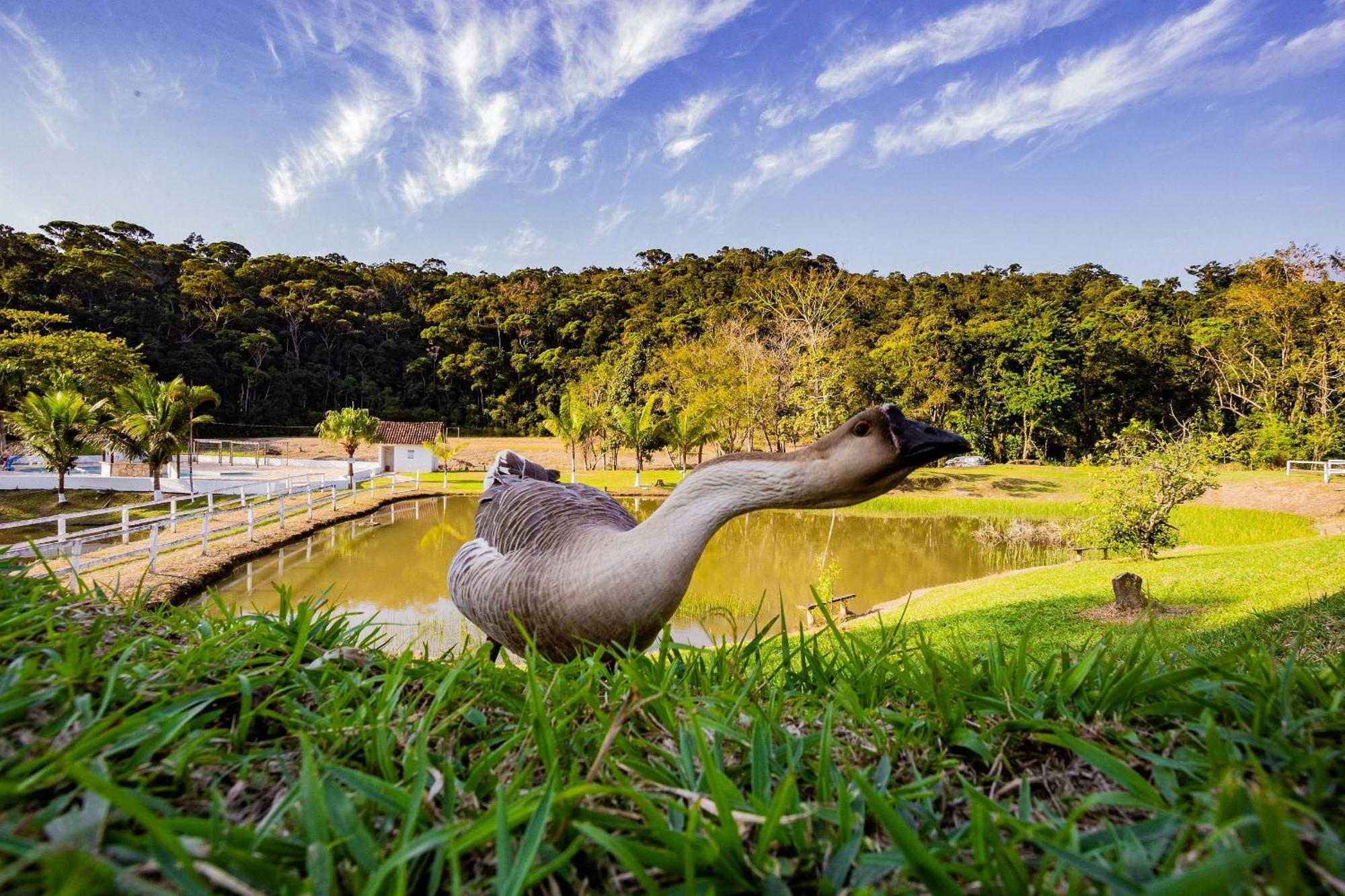 Recanto Das Aguas - Chales No Meio Da Mata Atlantica Eldorado Buitenkant foto